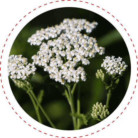 CardioX Blood Pressure Yarrow Herb