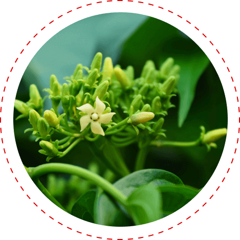 CardioX Blood Pressure Gymnema