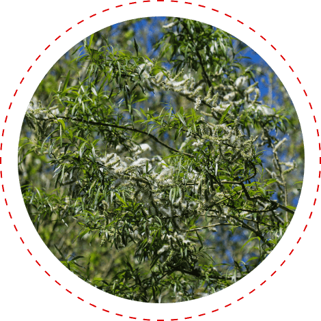 CardioX Blood Pressure White Willow Bark Extract